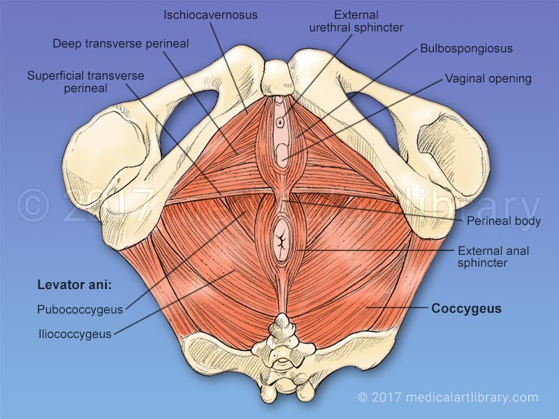 pelvic-floor